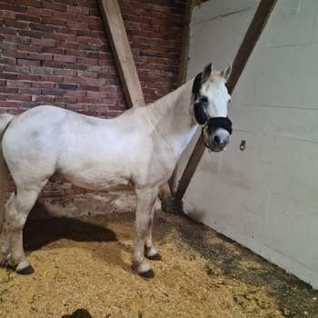 Vorschau von Equine Dental Care Rabea Neubaum-Otte