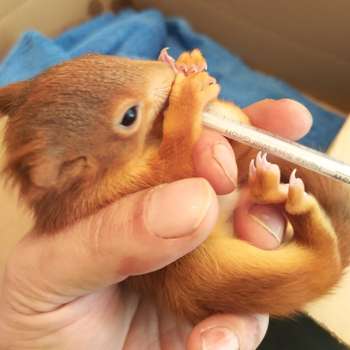 Vorschau von Tierärzte forchheim.vet