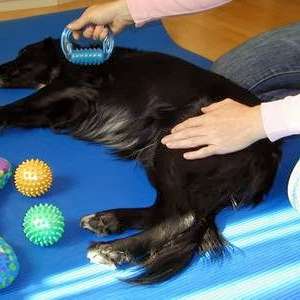 Vorschau von Hundephysiotherapie Birgit Wendt