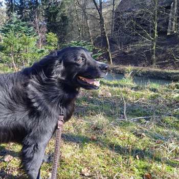 Vorschau von Wolfgang Andreas Kämper Tierarzt