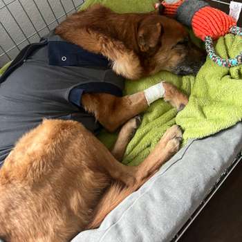 Vorschau von Tierärztliche Klinik Gessertshausen Altano