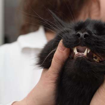 Vorschau von Dr. med. vet. Bianca Dusi-Färber | Tierarzt | Vaterstetten