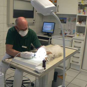 Vorschau von Dr.med.vet. Reiner Horn Tierarzt