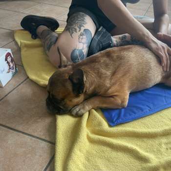 Vorschau von Tierphysiotherapie Und Dorntherapie