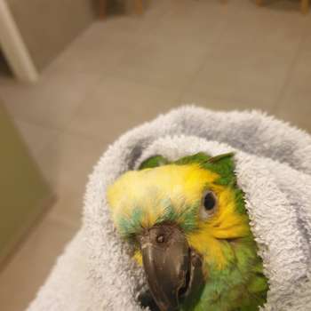 Vorschau von Dr. Petra Zsivanovits Tierärztliche Praxis für Vogelmedizin