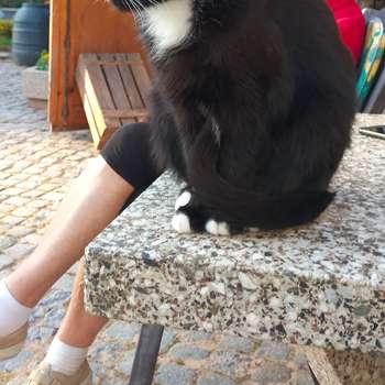 Vorschau von Tierarztpraxis Dr. med. vet. Doreen Solarek