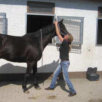 Vorschau von Sylke Barra Tierärztin und Chiropraxis