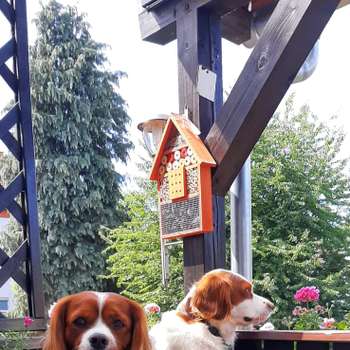 Vorschau von Dr. med. vet. Tilman Michelberger