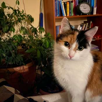 Vorschau von Mobile Tierarztpraxis Dr. Steffi Emmelmann