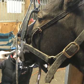 Vorschau von Tierarzt Dr. med. vet. Rouven Seeberger