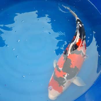 Vorschau von Lechleiter Dr. Sandra Fachtierarzt für Fische