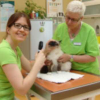 Vorschau von Kleintierpraxis & Tierpension Dr. med. vet. Anke Horn