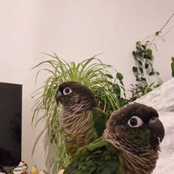 Vorschau von Dr. med. vet. Julia Böhme Tierarztpraxis für Vögel und Reptilien