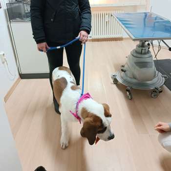 Vorschau von Tierärztliche Praxis Dr. Enders