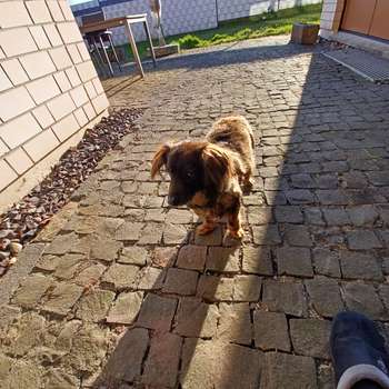 Vorschau von Tierarztpraxis Bruno Baar-Grüttemeier