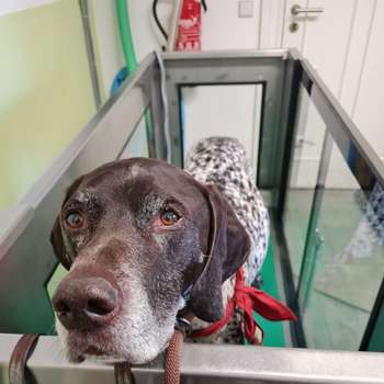 Vorschau von Tiertherapie Berlin · Tierphysiotherapie & Tiergesundheit