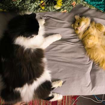 Vorschau von Tierarztpraxis und Katzenpension Geltow