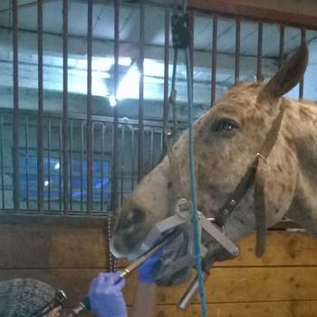 Vorschau von HorseMed - Pferdepraxis
