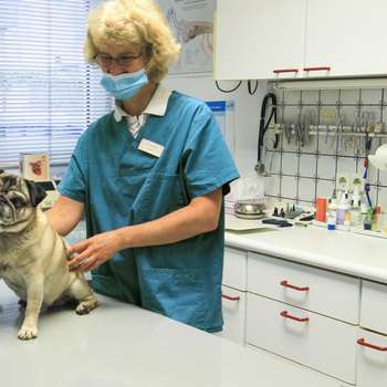Vorschau von Dr. Marita Illenseer Tierärztin