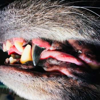 Vorschau von Tierzahnarzt Barnim