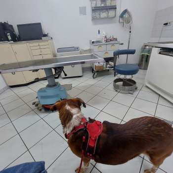 Preview of Dr. Friederike Schmidt Kleintierpraxis