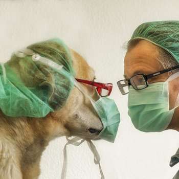 Vorschau von Tierärztliche Praxis Dr. Philipp Krug