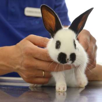Vorschau von Dr. Bettina Stemmermann, Tierärztin