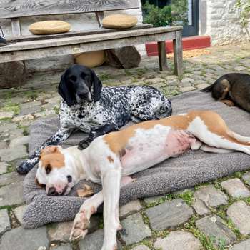 Vorschau von Kleintierpraxis im Gutshof - Tierarzt Aachen