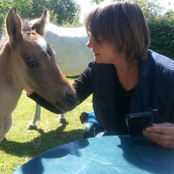 Vorschau von Pferdepraxis Dr.med.vet. Ines Koepchen Fachtierärztin für Pferde