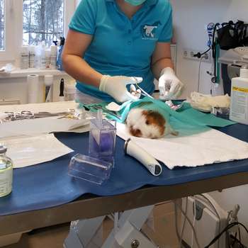 Preview of Tierarztpraxis Gastein Mag. med. vet. Katrin Laubichler