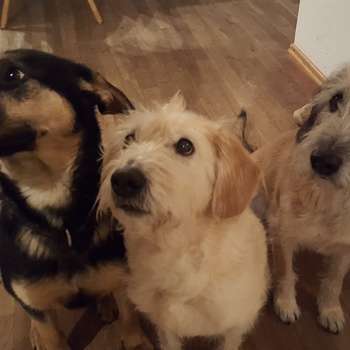 Vorschau von Antje Midasch-Kaske Tierärztin