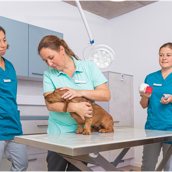 Preview of VET-Zentrum Neustadt
