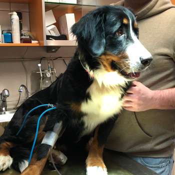 Vorschau von Tierklinik Cumberland