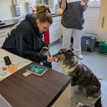 Vorschau von Claudia Griesinger, Uwe Kiesewetter