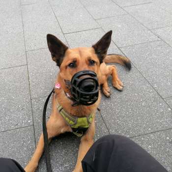 Vorschau von Tierärztliche Praxis für Kleintierverhalten
