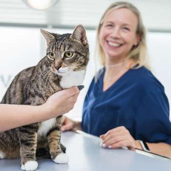 Vorschau von Tierarzt Berlin, vets for cats Berlin - Tierarztpraxis für Katzen