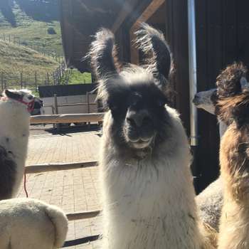 Vorschau von Rinderpraxis Oberallgäu - Tierärztin Birke Steinbach