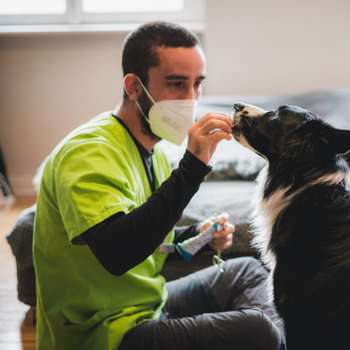 Vorschau von felmo Mobiler Tierarzt Erfurt