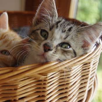 Vorschau von Katzenpraxis Cat-Vet (Inh. Katja Culmsee)