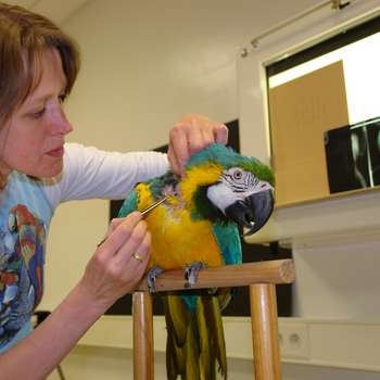 Vorschau von Tierärztliche Fachpraxis für Vögel & Exoten Dr. med. vet. Heike Reball