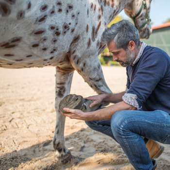Vorschau von Tierärztliche Praxis für Pferdeosteopathie dr. vet. Philipp Scholz