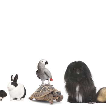 Vorschau von Tierärztliche Klinik für Kleintiere Dr. med. vet. Jan Apelt