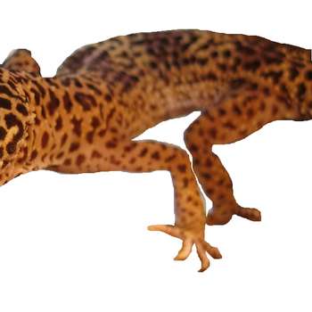 Vorschau von Reptilientierarzt Kornelis Biron