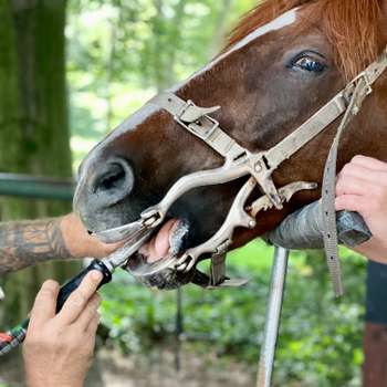 Vorschau von Horsedentist Torsten Bockler