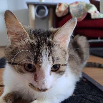 Vorschau von Dr.med.vet. A. Schubert Tierarzt