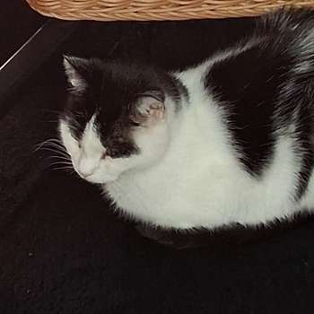 Vorschau von felmo Mobiler Tierarzt Potsdam