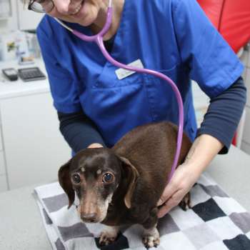 Vorschau von Dr. med. vet. Doris Finke Tierärztin