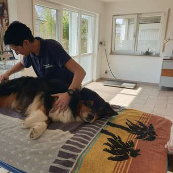 Vorschau von Tierphysiotherapie Karl