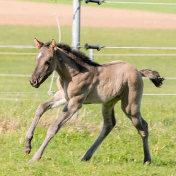Vorschau von Fachtierärztin für Pferde Dr Susanne Tröster/ Equine Veterinarian