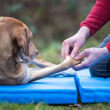 Vorschau von Naturheilkundliche Tierarztpraxis - Chiropraktik & Osteopathie